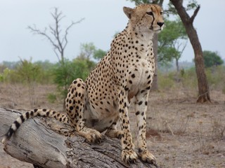 Beau guépard qui guette 