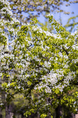 Fototapeta na wymiar Spring blossom background. Blossom tree. Spring print. Apple tree branch. Apple blossom