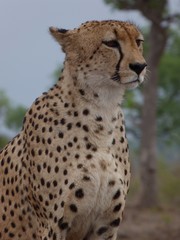 Portrait guépard 