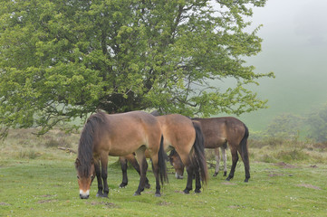 Poneys sauvages dans le massif d'Exmoor (Devon)