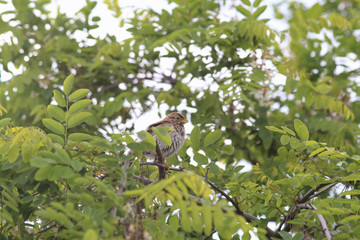 Lark among the leaves of acacia...
