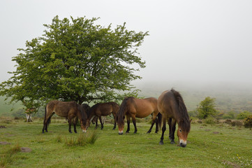 Poneys sauvages dans le massif d'Exmoor (Devon)