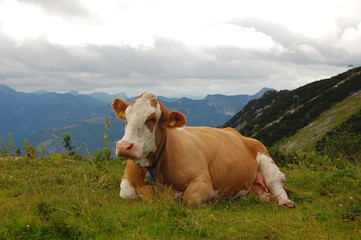 Fototapeta na wymiar Alpine cow