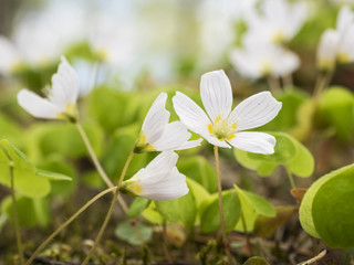 Wood Sorrel flowers in the springtime