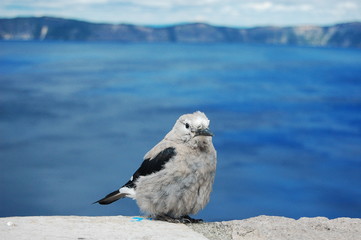 Grey bird at Crater Lake NP