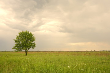 lonely tree on a background of the rainy sky