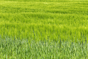 Green Barley Field