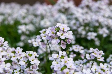 Flowers arabis close-up, white, field.