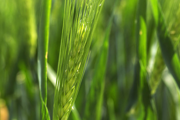 Detail of green Barley Spike