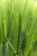 Detail of green Barley Spike