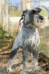 dog breed mittelschnauzer protect the area