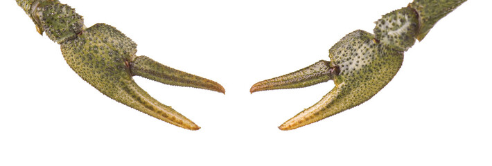 Claws of crayfish isolated on white background