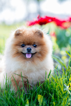 Pomeranian dog in red tulips. Dog with flowers in a park