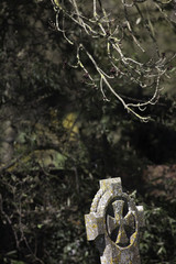 Life and death. A budding tree above an ancient grave headstone.