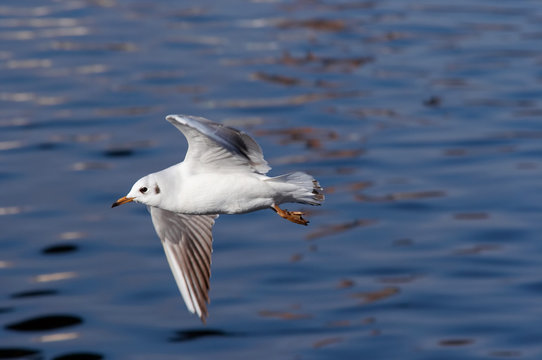 Flying gull above water