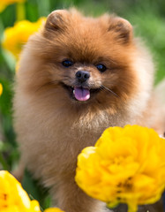 Pomeranian dog in yellow tulips. Dog with flowers