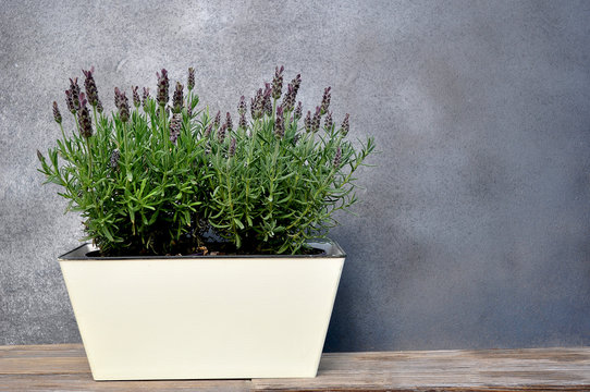 Fototapeta Lavender in a flower pot on grey background