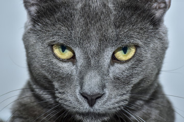 El Gato Teo