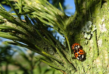Coccinelles