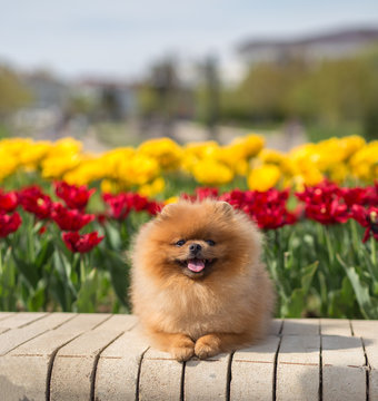Pomeranian dog in tulips. Dog with flowers in a park