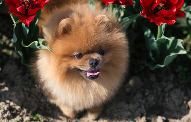 Pomeranian dog in tulips. Dog with flowers in a park
