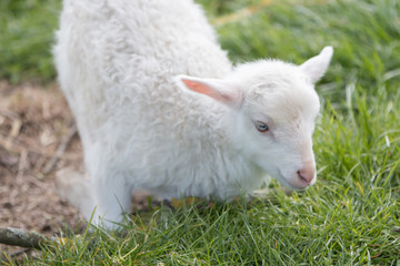 Lämmchen (Ovis) Lamm