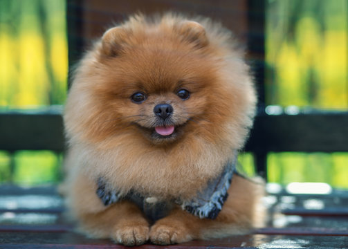  Beautiful and fluffy pomeranian dog. Dog on the bench in a park. Pomeranian on a walk 