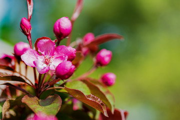 Apple tree in bloom.