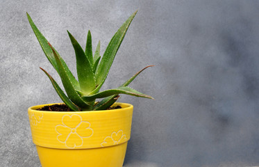Aloe vera in a yellow pot and grey background