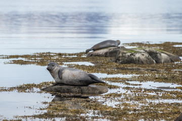 Foca arenata