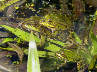 Common Water Frog - Pelophylax esculentus