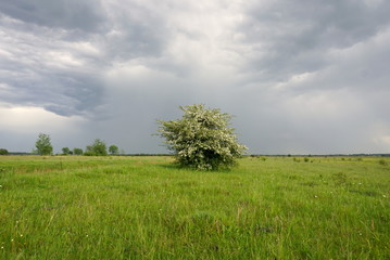 Fototapeta na wymiar Hawthorn bush bloom against a rainy sky in spring
