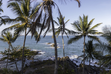 Fototapeta premium View with coconut palms on tropical island