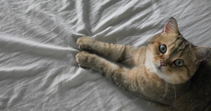 Funny gignger Cat laying at sofa and with curious looking at cam