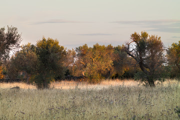 Last sunset light on the olive grove in Salento - Italy