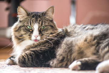 cat shows the language