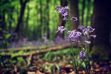 bluebells