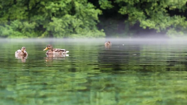 three ducks swimming in crystal clear water of a misty lake
