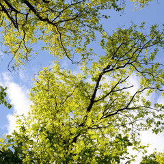 Beautiful Spring forest. Young green leaves of the oak trees against bright spring blue sky and sun rises.