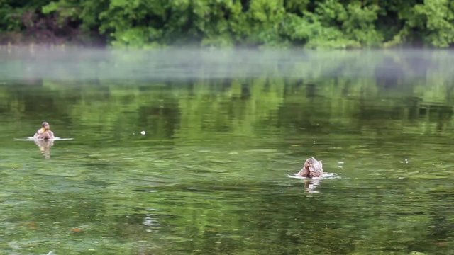 duck swimming in crystal clear water of a misty lake, spreading wings
