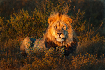  lion desolate in an arcish bush (Panthera leo) 