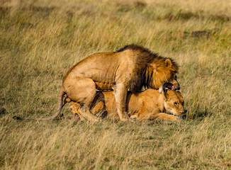Fototapeta na wymiar lion desolate in an arcish bush (Panthera leo) 