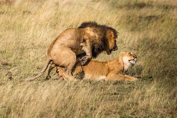  lion desolate in an arcish bush (Panthera leo) 