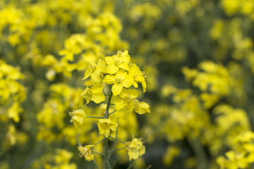 Obraz premium Detail of the yellow Rape