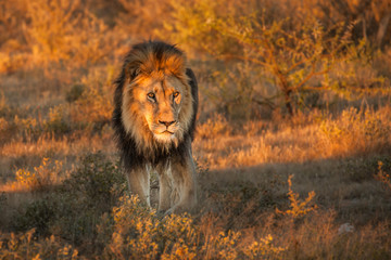  lion desolate in an arcish bush (Panthera leo) 