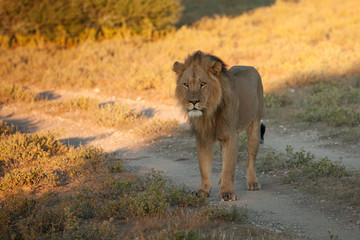  lion desolate in an arcish bush (Panthera leo) 