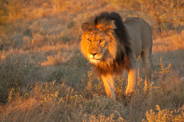  lion desolate in an arcish bush (Panthera leo) 