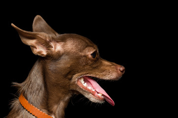 Brown that terrier girl with open mouth, close-up portrait in profile is isolated on black