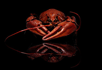 Boiled crayfish isolated on black with reflection