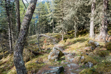 Fototapeta premium mit Baumflechten bewachsener tiefer Wald